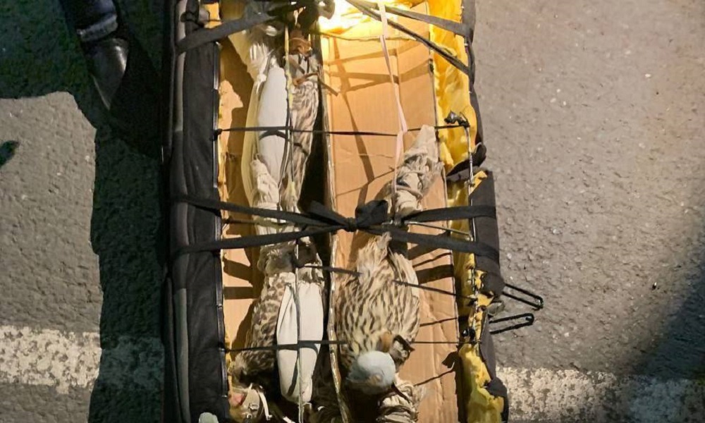 В Омской области вынесли приговор контрабандистам за попытку продать редких соколов