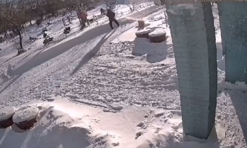 Стая бродячих собак напала на школьника на Мельничной