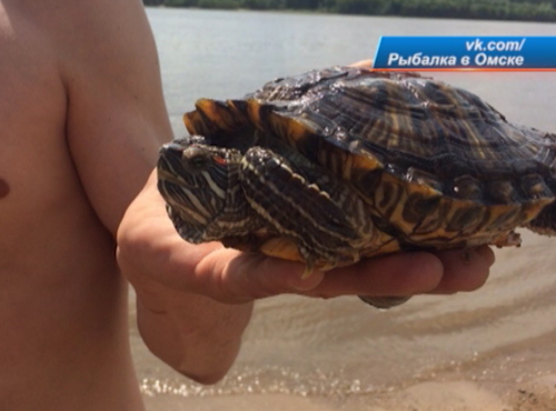 Омич выловил в Иртыше черепаху