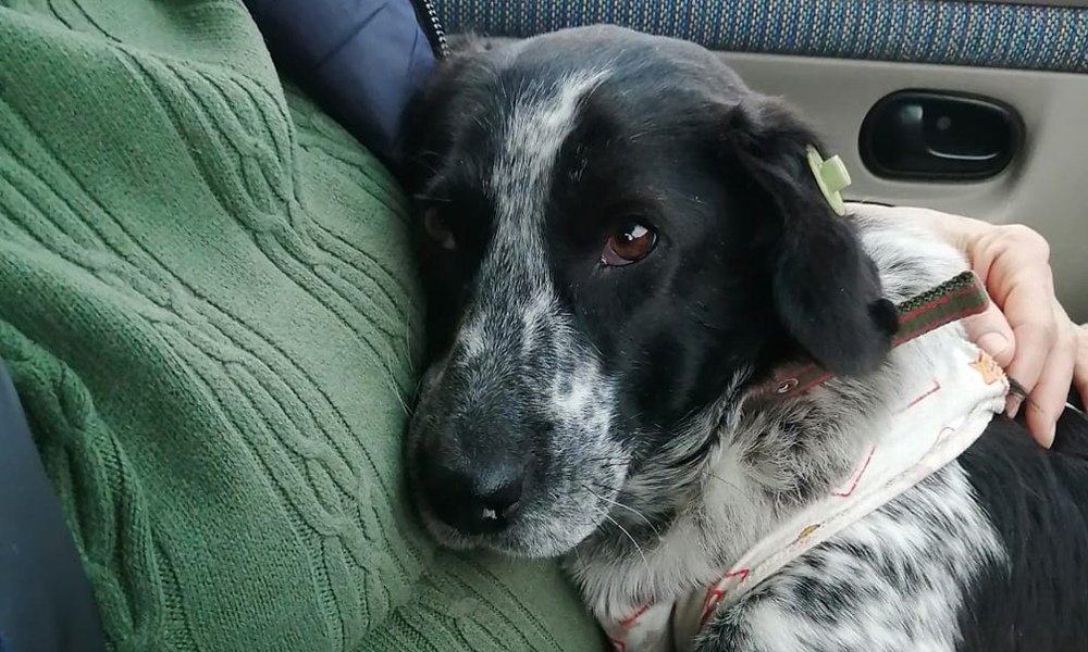 Омские волонтёры спасли Лапушку после стерилизации в приюте. Разбираемся, что произошло 