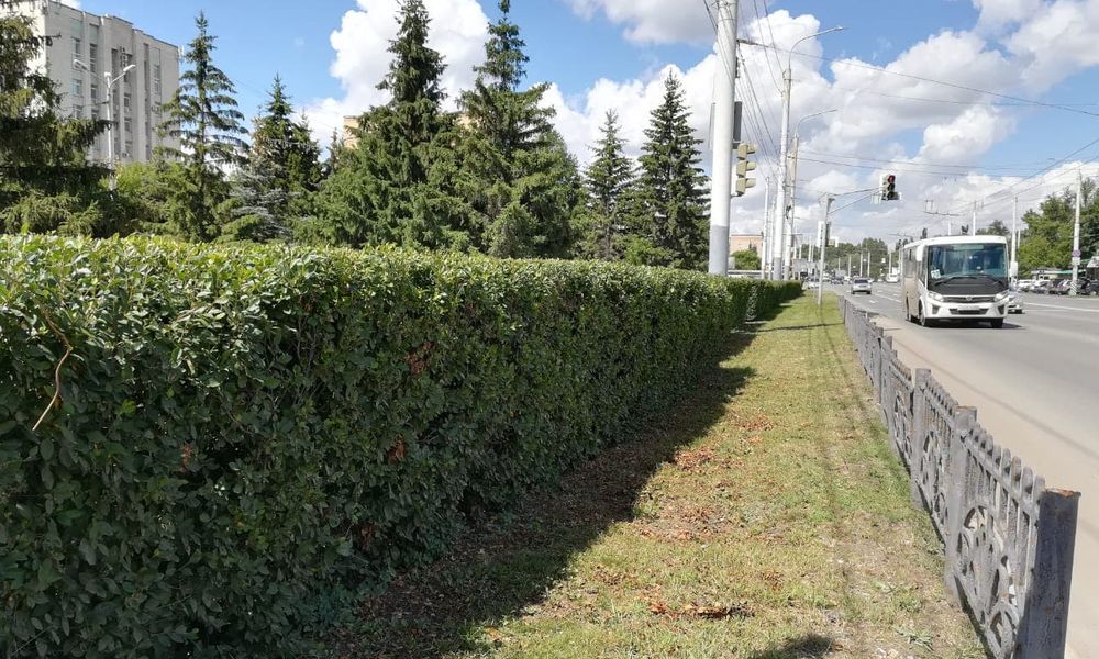 Вдоль омских улиц подстригли больше 100 километров кустарников