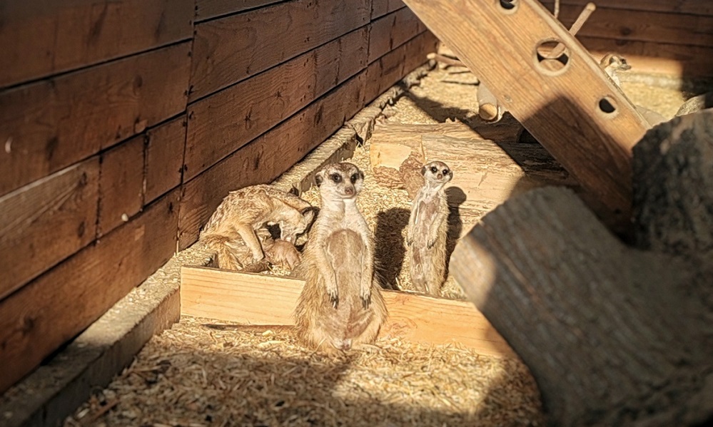 Сурикаты в Большереченском зоопарке принимают солнечные ванны