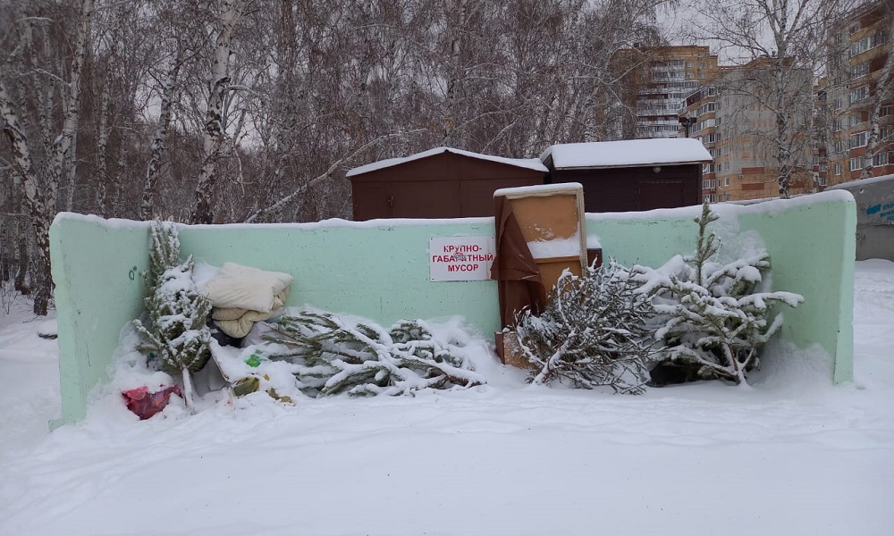 Всего 16% омичей отнесут новогоднюю ёлку на переработку