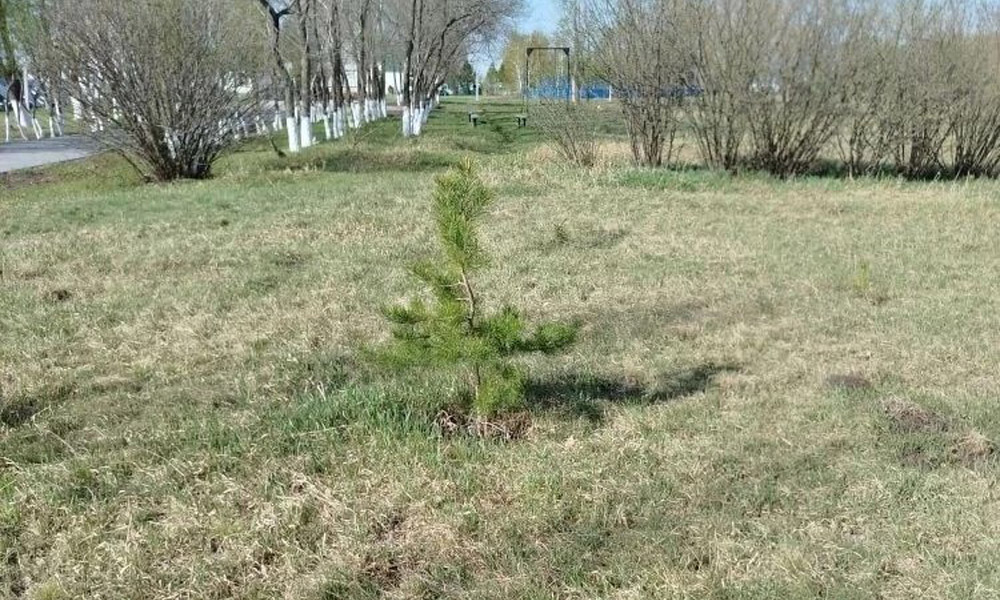 В Омской области поддерживают приживаемость юбилейных посадок к 80‑летию Великой Победы