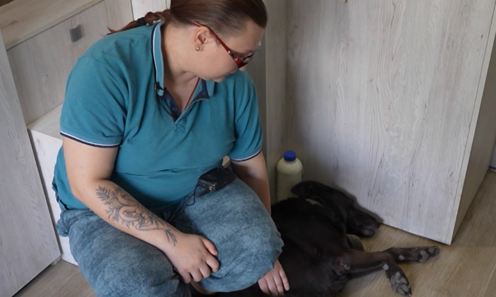 В Екатеринбурге ветеринар в инвалидном кресле спасает жизни животным