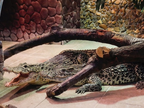 В Омске объявили конкурс на имена для кубинских жемчужных крокодилов