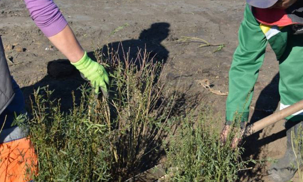 Омские службы озеленения приняли участие в профессиональном конкурсе 