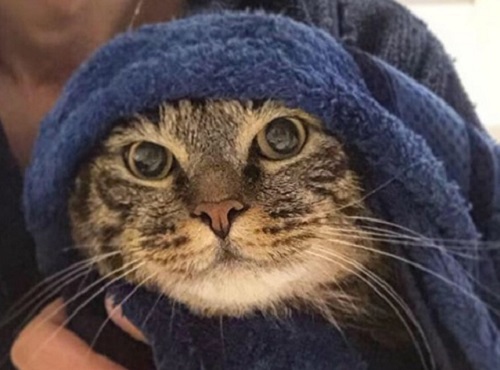 Толстых котиков не пустят в самолёт просто так