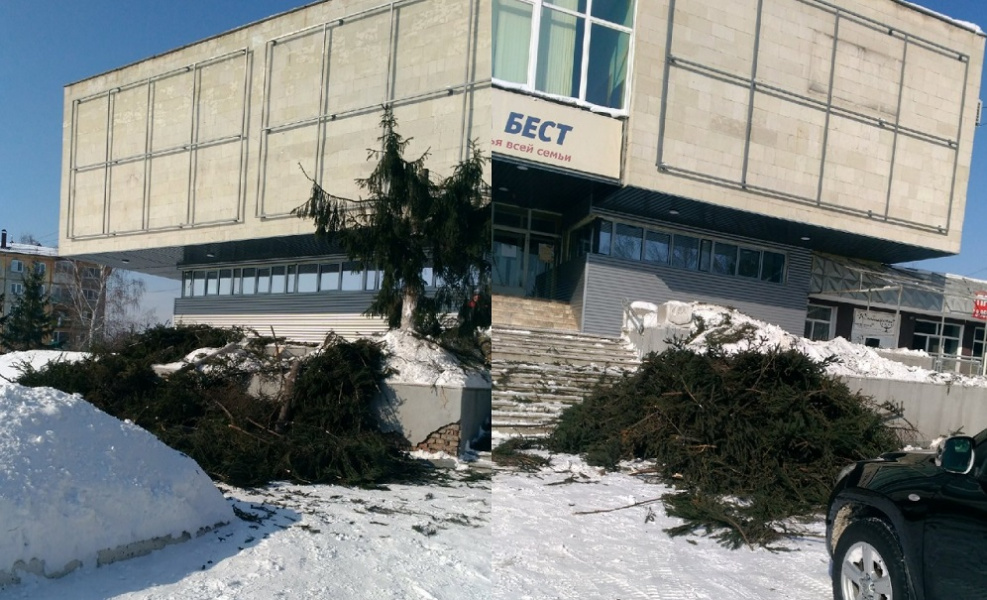 В Омске на месте незаконно вырубленных елей высадят 36 деревьев 