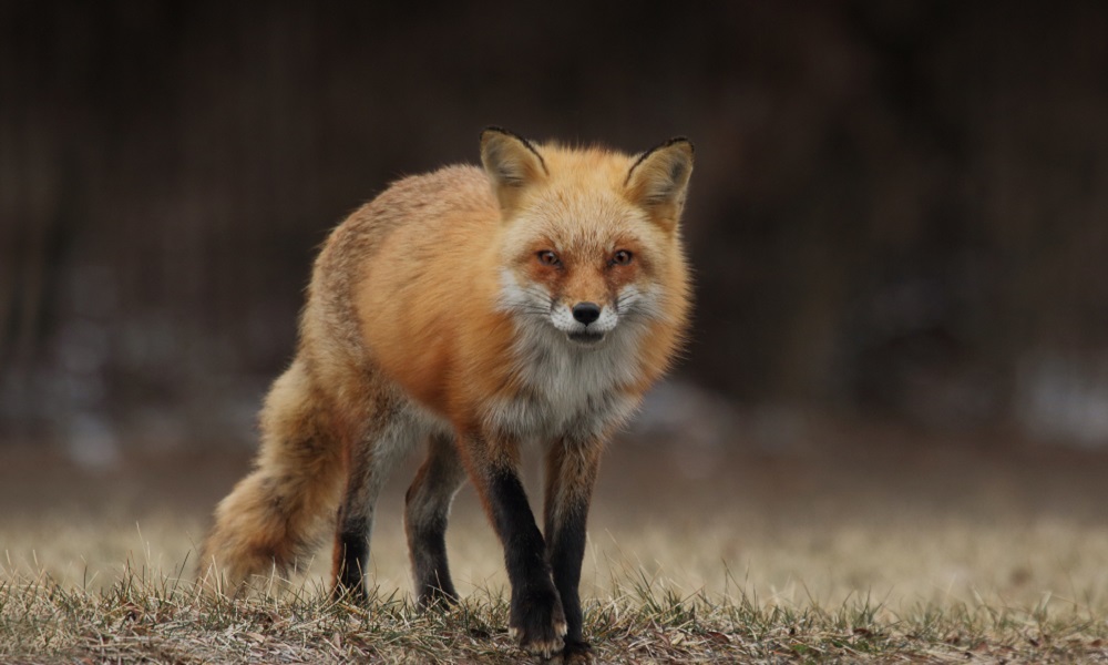 В Омской области нашли заражённую вирусом бешенства лису