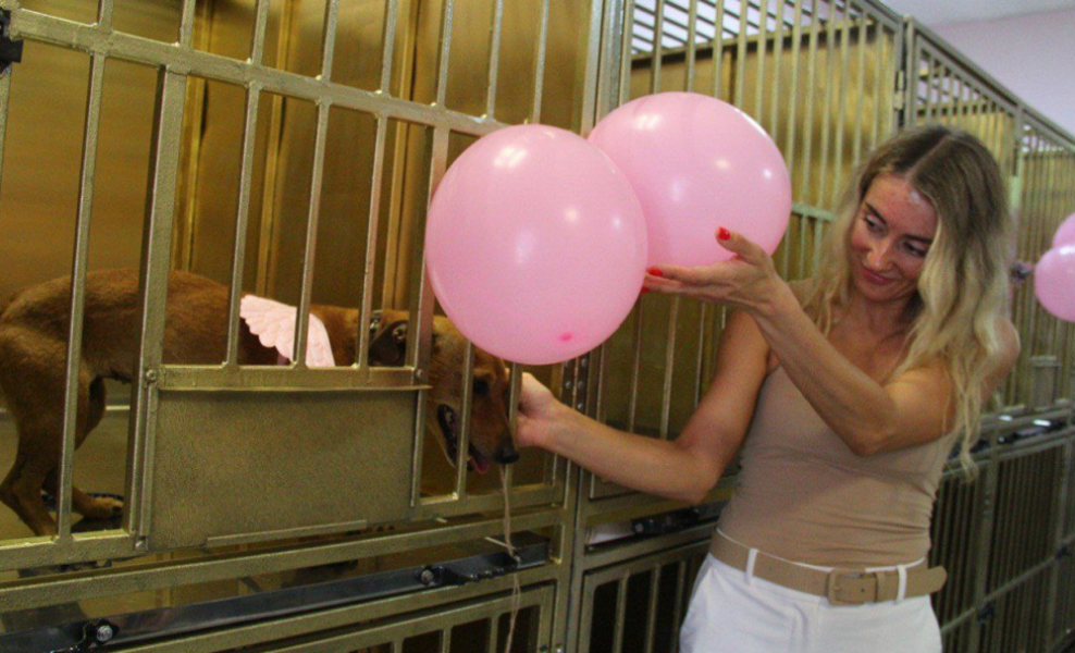 В муниципальном приюте для животных начал действовать обновлённый стационар