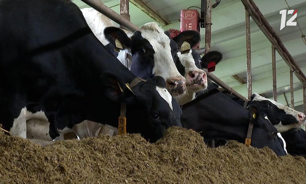 На омской ферме от пожара спасли 120 коров