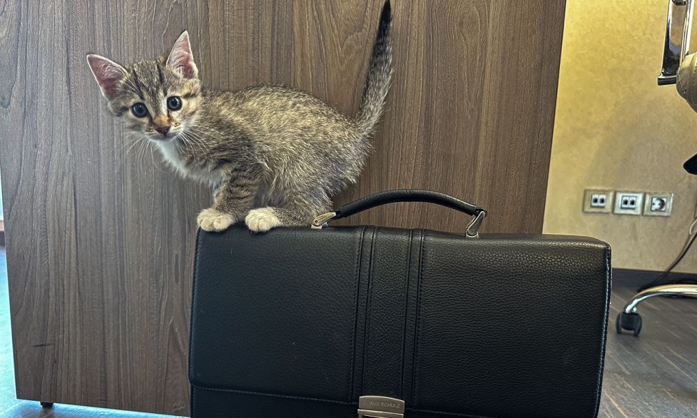 В Омске экипаж мусоровоза спас котёнка