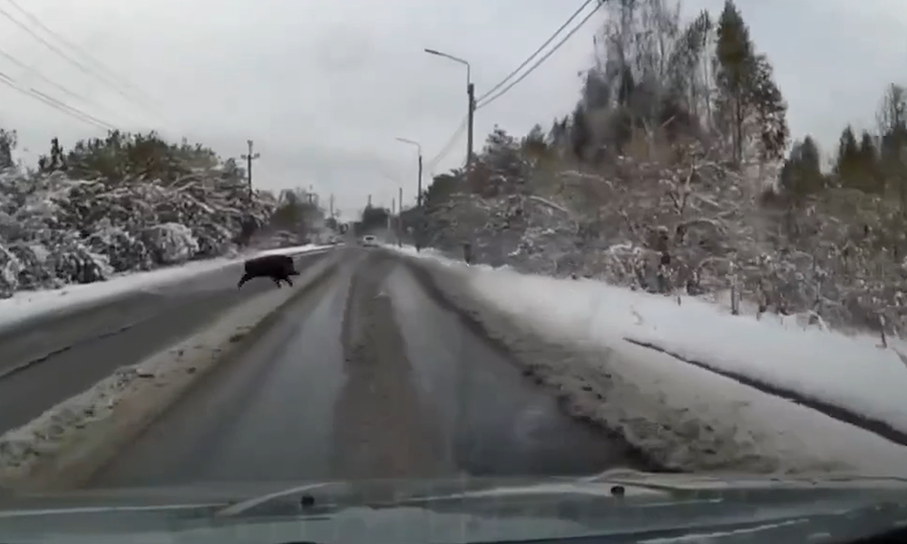 Неожиданный гость замечен на улицах Омска