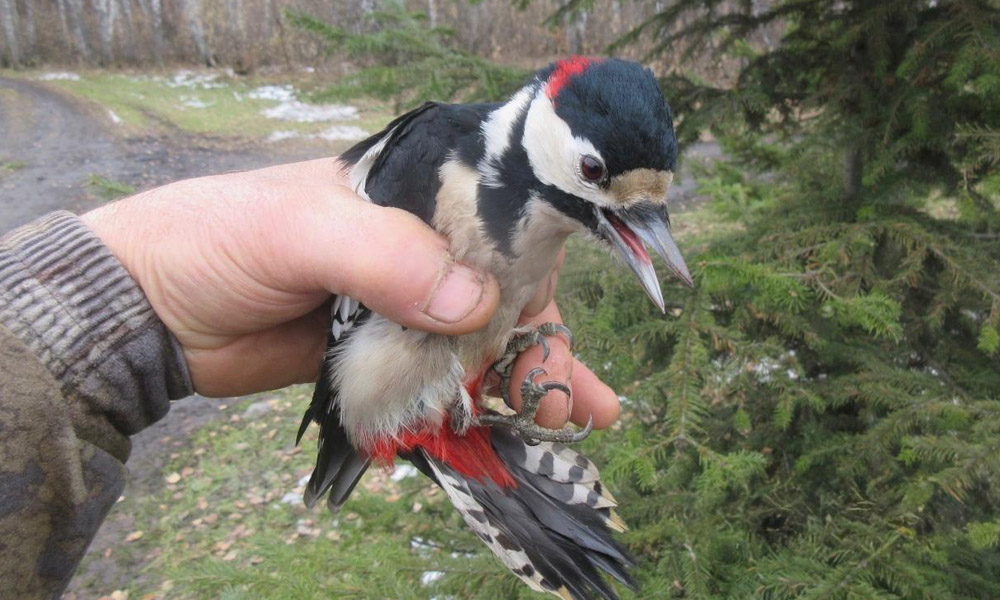 В Омской области инспектор спас дятла, который попал в беду