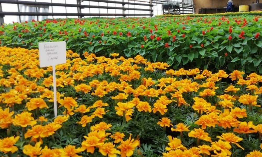 Омские фермеры и садоводы смогут поучаствовать в ярмарке «Весенний сад»