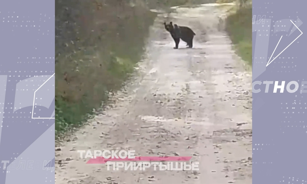 На севере Омской области заметили медведя