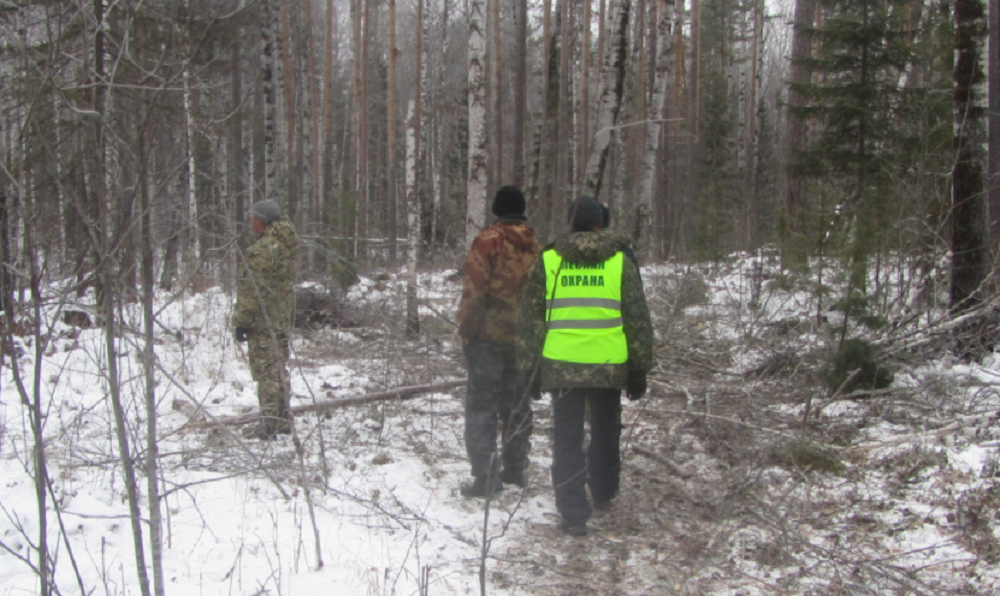 С помощью снимков из космоса в Омской области выявили 28 мест незаконных рубок