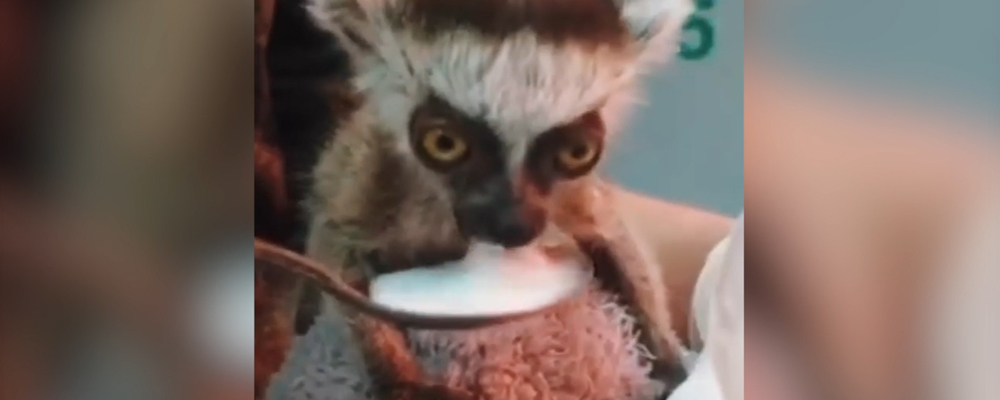 В Краснодаре родившегося лемура назвали в честь коронавируса