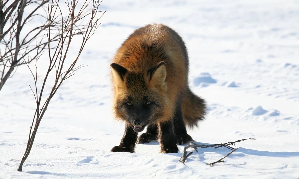В Омской области на школьницу напала дикая лиса - ребёнка увезли в больницу
