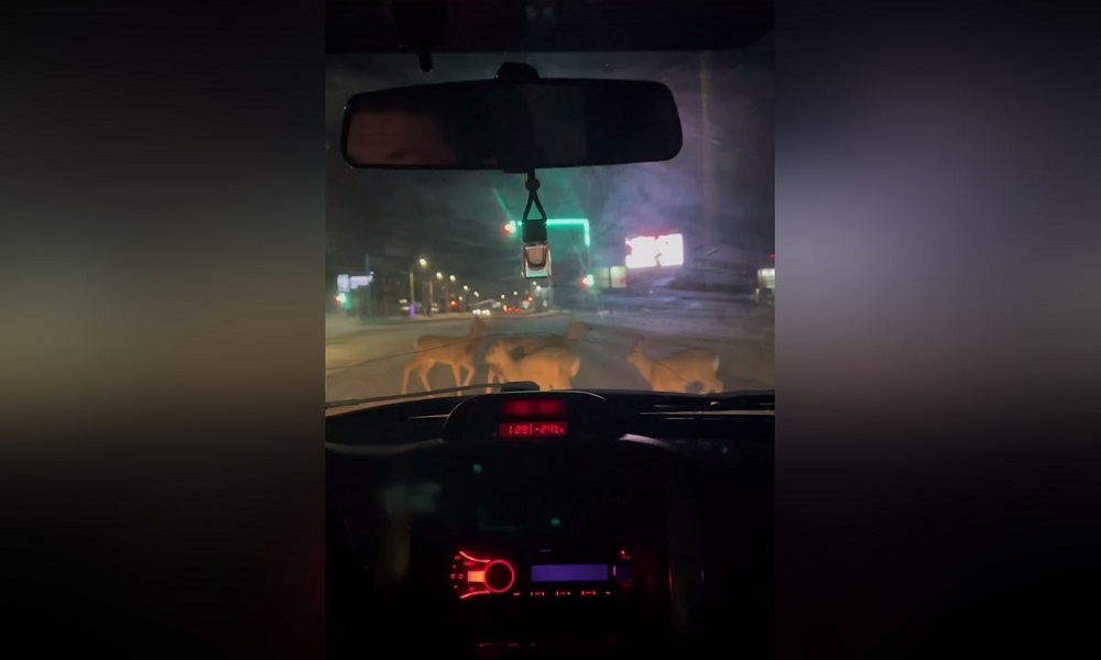 В Омске стадо косуль перекрыло проезд автомобилям