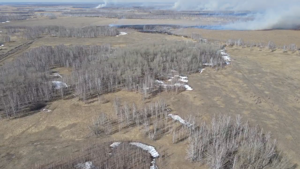 Из-за поджога сенокоса в Колосовском районе произошёл крупный лесной пожар