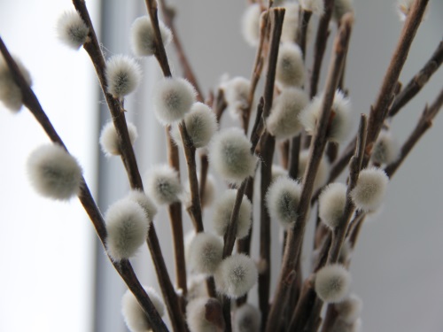 21 апреля православные омичи отмечают Вербное воскресенье