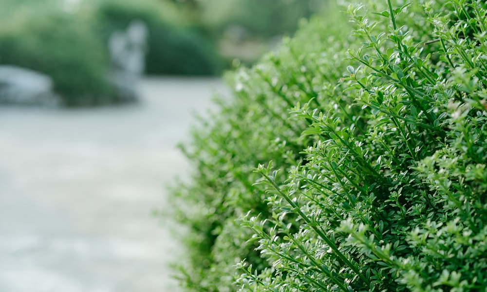 В Омске два сквера получили названия 