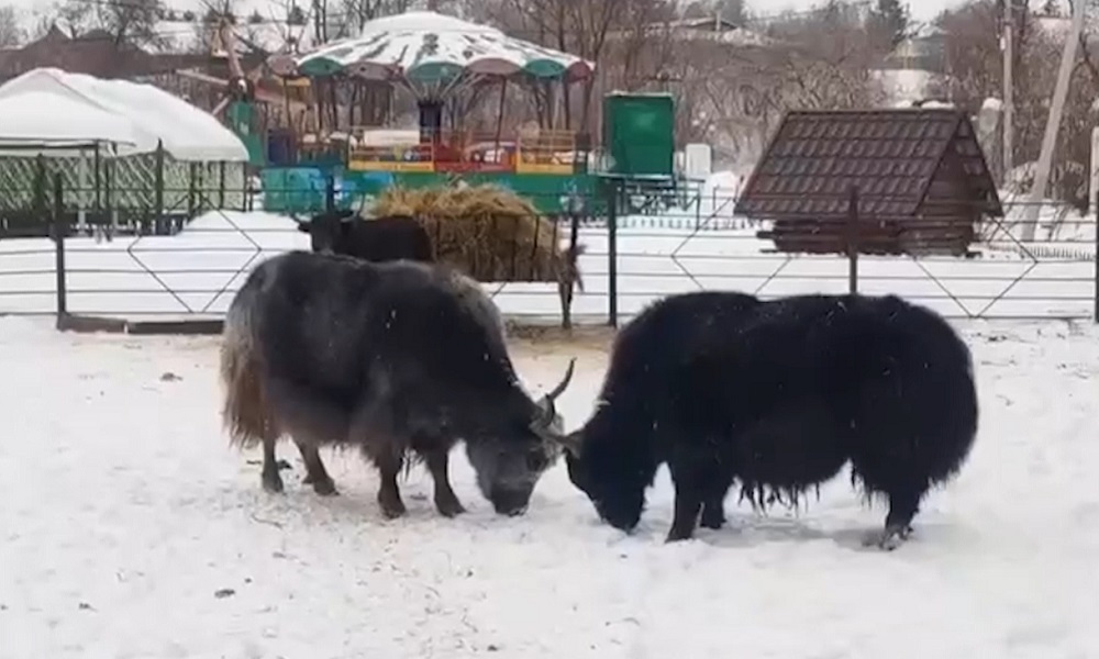 В Большереченском зоопарке яки устроили баталию 