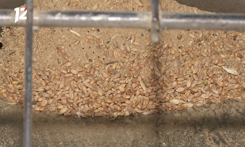 С начала года экспорт продукции агропромышленного комплекса Омской области превысил 254 млн долларов