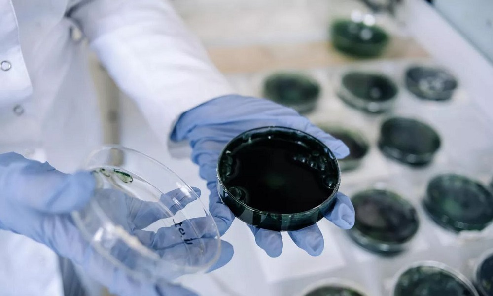 Учёные ОмГТУ представили новую разработку — полезные сладости, состав которых усилен белком и железом