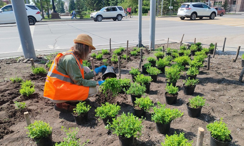 В Омске высаживают многолетние цветы и декоративные кустарники