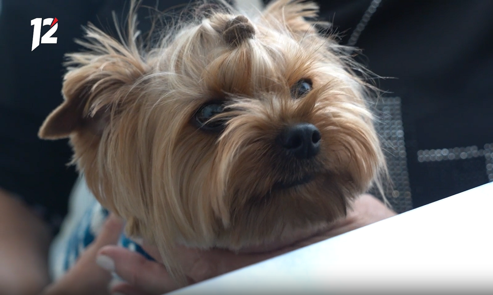 Омичи улетают отдыхать с котами и собаками в Таиланд, Китай и Сербию