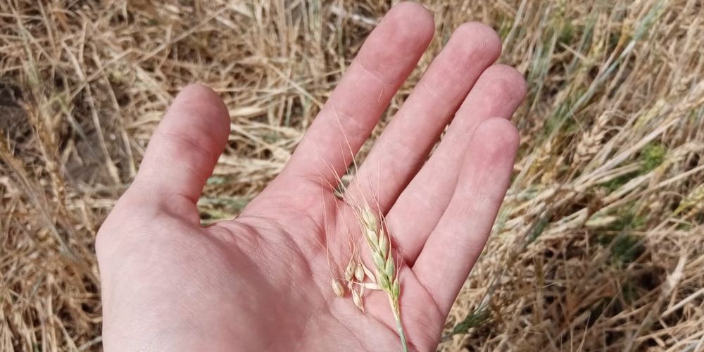 Омская область полностью обеспечивает себя основными продуктами питания 