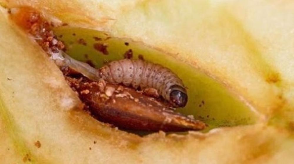 В Омскую область не пустили перцы и персики, заражённые опасными вредителями 