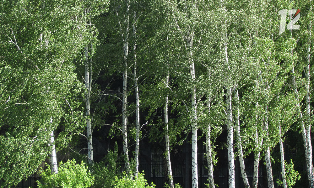 В лесах Омской области по-прежнему действует особый противопожарный режим 