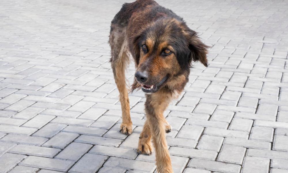 Собака, которая напала на ребёнка в Советском округе, была с хозяйкой