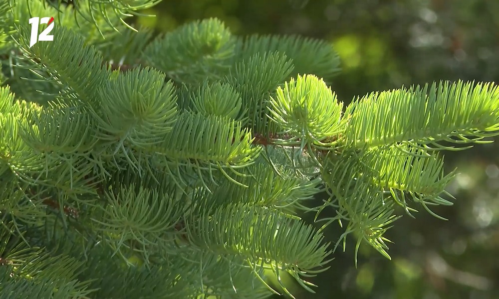 Омичей предупредили о заморозках