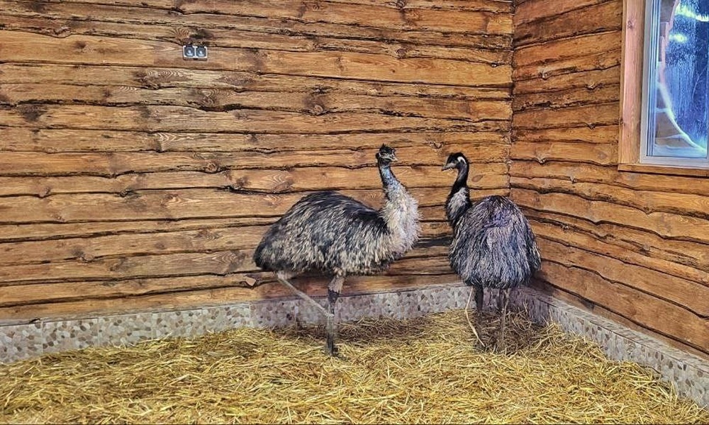 В Большереченском зоопарке страусы эму Степанида и Яша переехали в новый просторный вольер