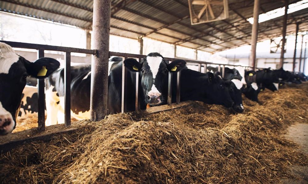 Омским фермерам предоставят грантовую поддержку в размере 160 млн рублей на развитие своего дела