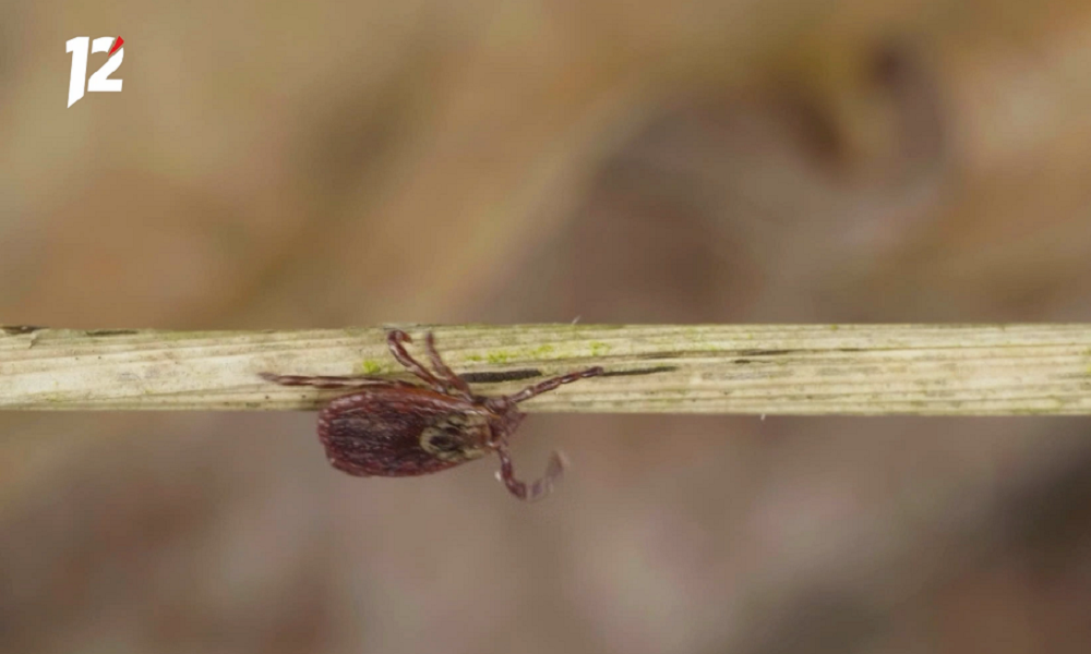 В Омске объявлен тендер на обработку кладбищ от клещей 