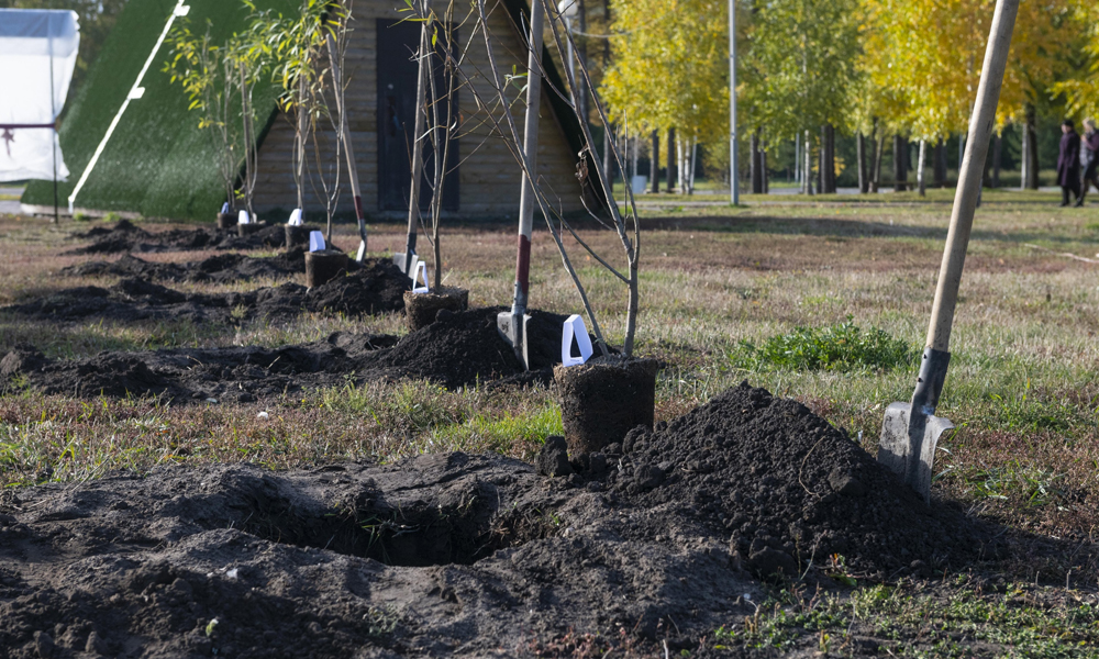 В Омске высадят 18 крупномерных деревьев и больше двух тысяч кустарников