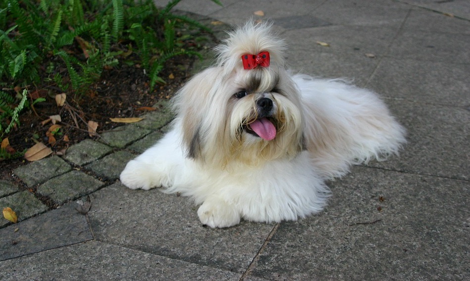 Омичка лишилась 100 тысяч рублей из-за щенка