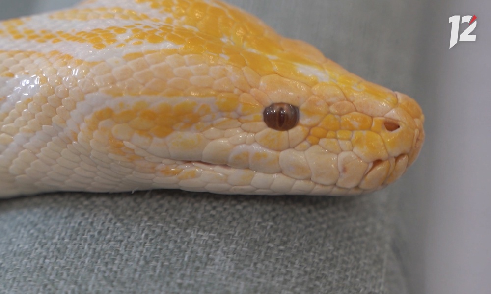 Омичи продают змей на сайтах бесплатных объявлений