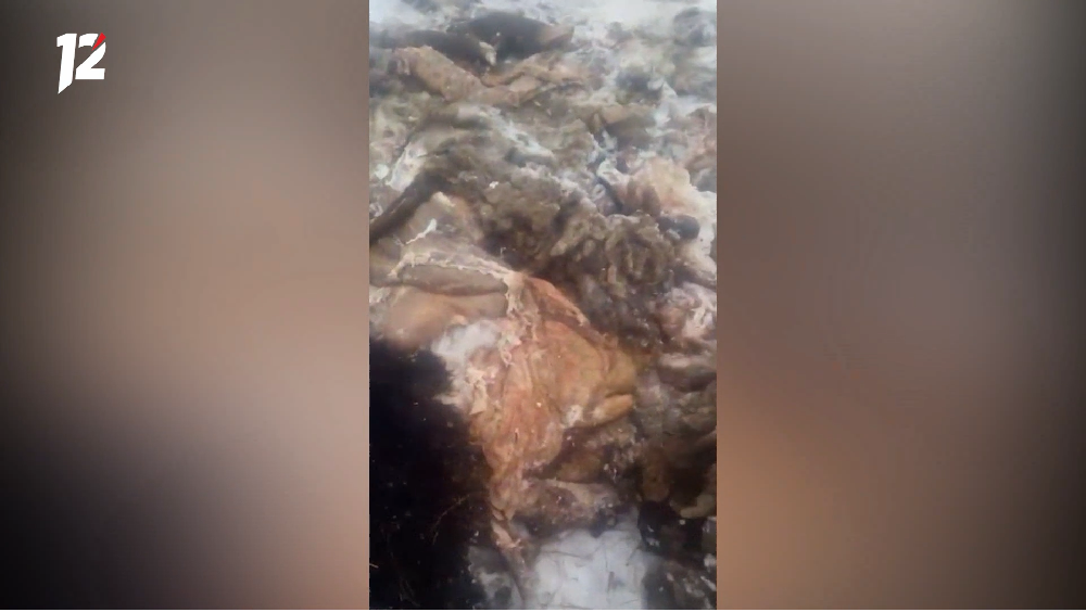 Омская прокуратура проверит заказник, на территории которого нашли тонну биоотходов 