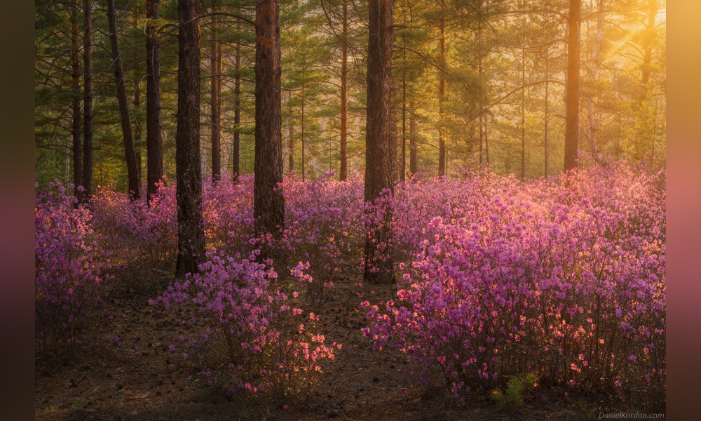 В Музее просвещения покажут 80 уникальных снимков природы России (0+)