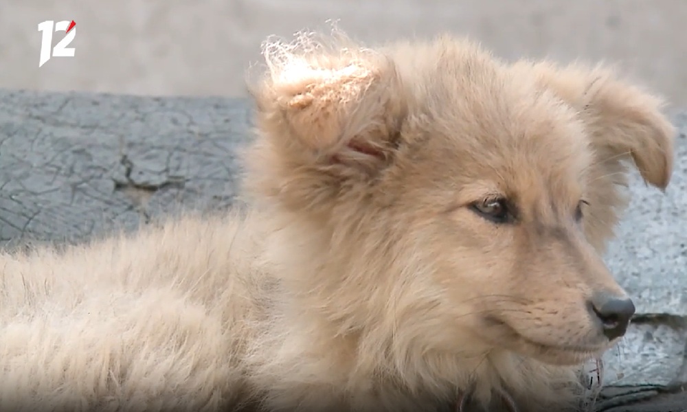 С хозяйки собаки, покусавшей 14-летнюю девочку, прокуратура требует 300 тысяч рублей
