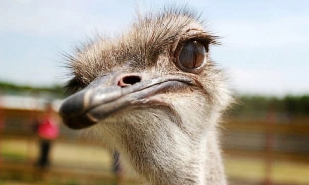 Омская страусиная ферма объявила о возможном закрытии