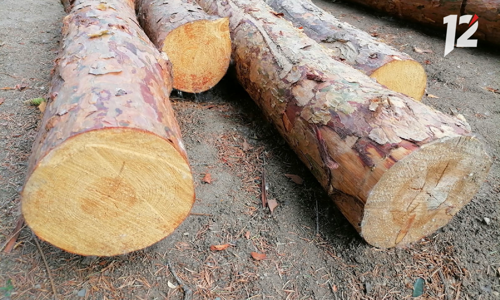 Омский директор предприятия пытался незаконно вывезти древесину 