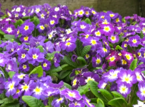 Мужчины в России потратят 2 млрд рублей на подарки